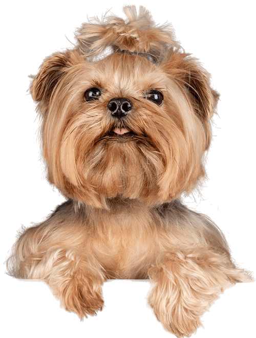 Home Veterinary