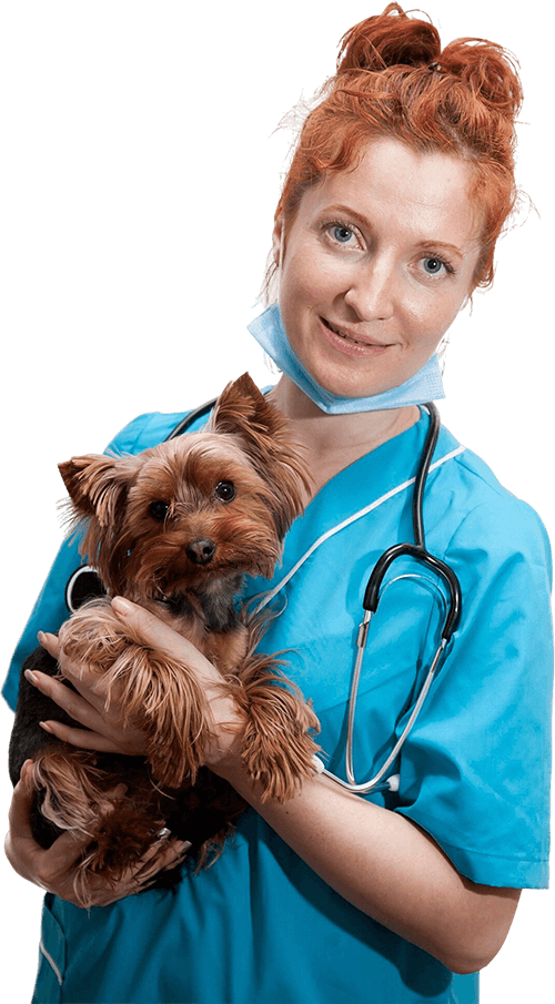Home Veterinary