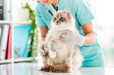 Complete Vaccinations Guide for your cute pets