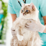 Pet Grooming Made Easy Step-by-Step Guide