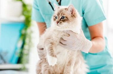 Pet Grooming Made Easy Step-by-Step Guide