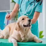 Choosing the Right Vet: Tips for Pet Parents