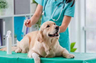 Choosing the Right Vet: Tips for Pet Parents