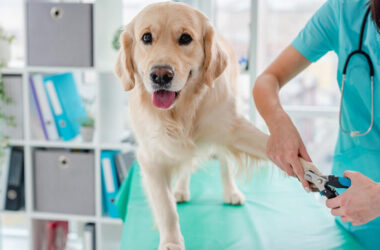 Preventing Common Pet Illnesses: Tips for Owners