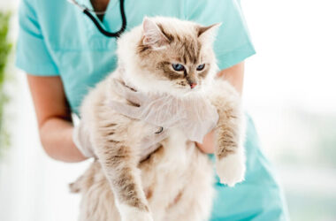 Pet Mental Health: How to Keep Them Happy