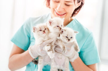 Senior Pet Care: Helping Your Pet Age Gracefully