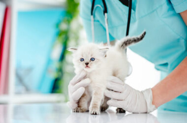 Creating a Pet-Friendly Home Environment